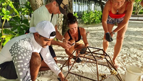 The group carefully attaching coral fragments to a metal frame.