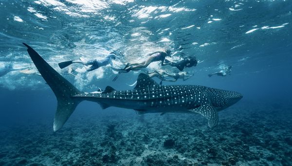 Whale Shark Point, situated at the southern tip of Ari Atoll, is renowned globally as one of the best destinations to swim alongside whale sharks.